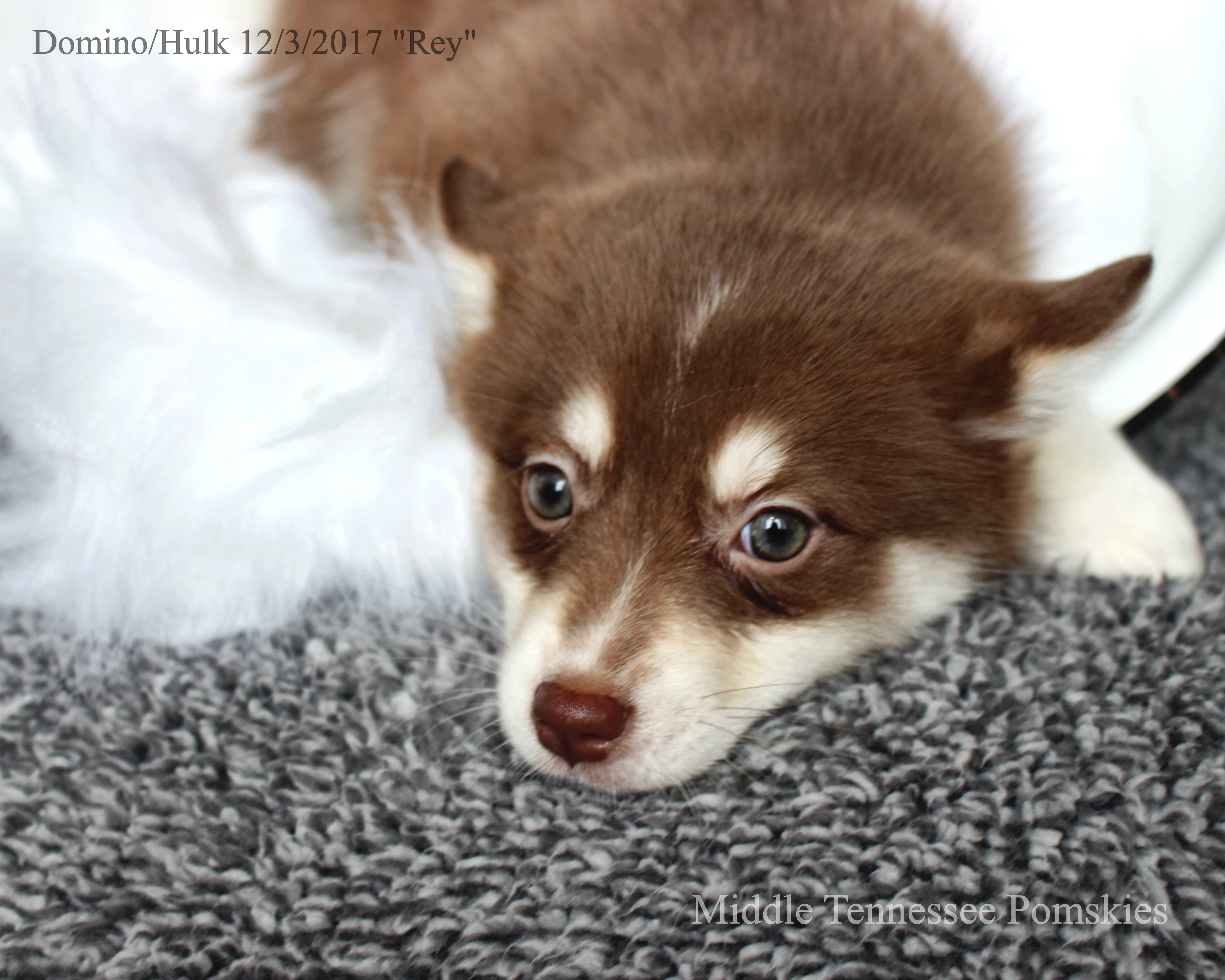 Pomsky Breeders Litter Updates