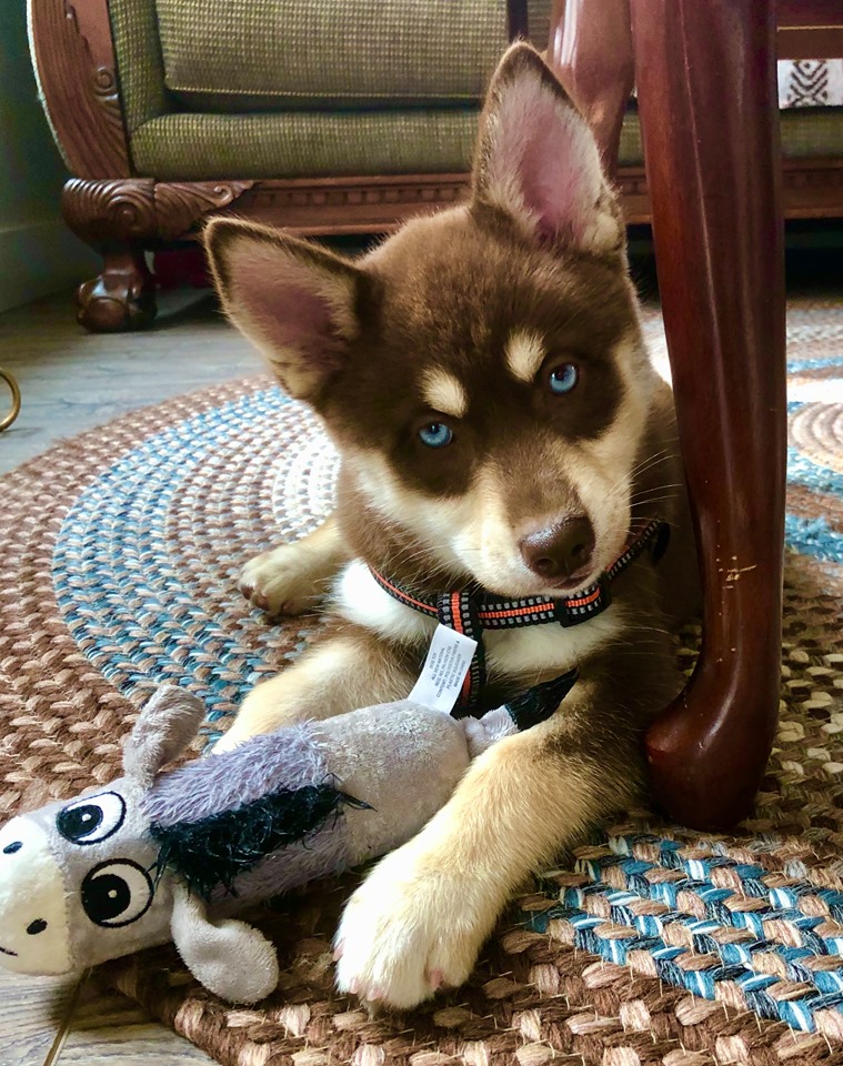 Oxsana perfect best sale pomsky puppies