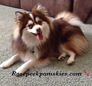 Pomeranian Husky Mix Variations - The Pomsky Types