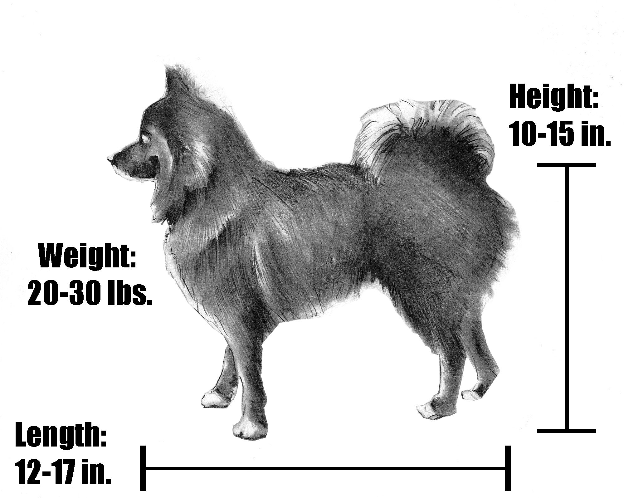 How Big Do Pomskies Get?