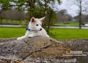 Pomsky Puppy Laying