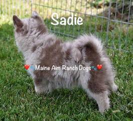 Maine Aim Ranch Dogs - Sadie 2