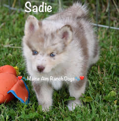 Maine Aim Ranch Dogs - Sadie 3