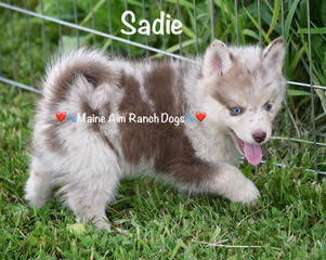 Maine Aim Ranch Dogs - Sadie