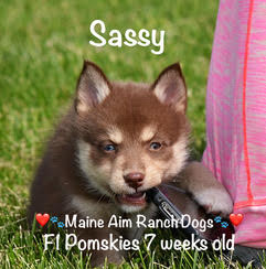 Maine Aim Ranch Dogs - Sassy 2