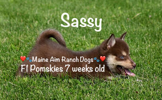 Maine Aim Ranch Dogs - Sassy 3