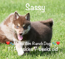 Maine Aim Ranch Dogs - Sassy