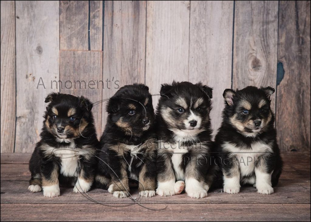 Mountain Shadow Pomskies - Litter 1.25.2017 Troll Family 3