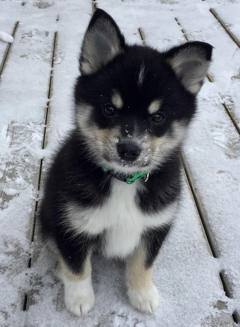 3 Reasons to Buy From a Pomsky Breeder Not a Pet Store