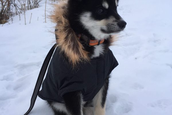 Chinook Pomskies 2016 Pomsky of the year submission (7)