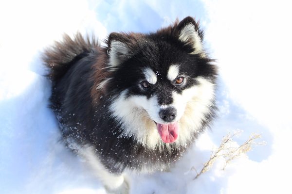Lollipop Pomskies 2016 Pomsky of the year submission (5)