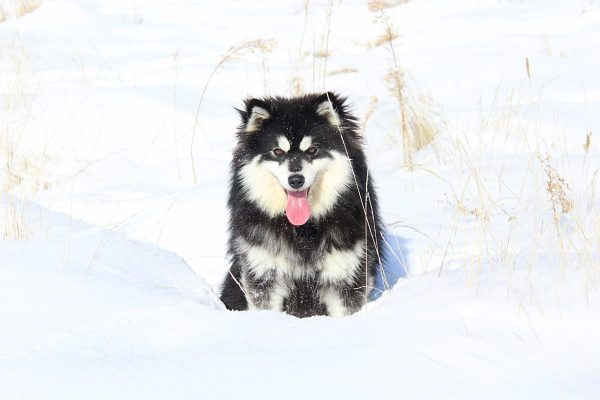 Lollipop Pomskies 2016 Pomsky of the year submission (5)