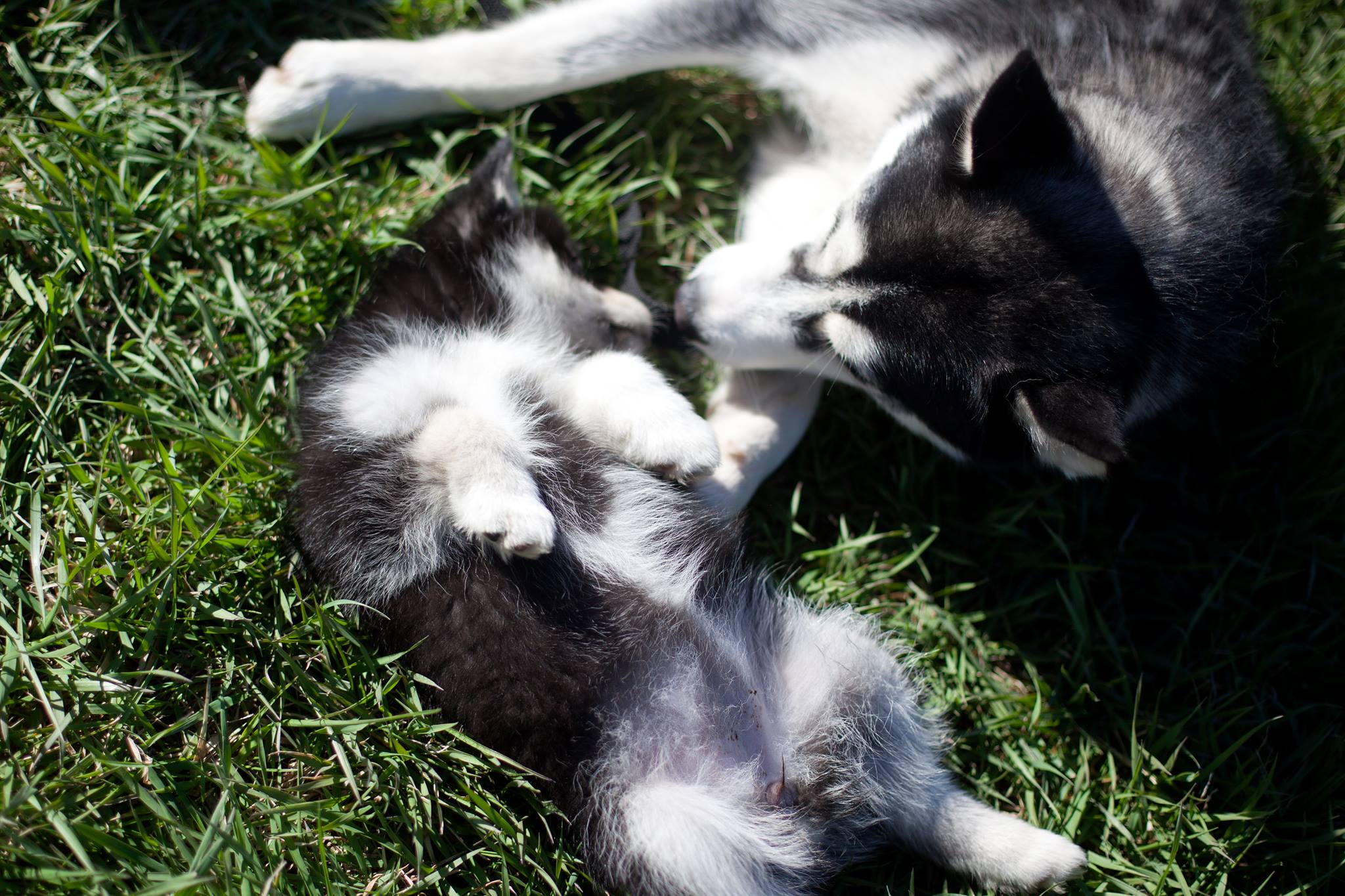 Pomsky Training Video – Introduce Pomsky Puppy To Bigger Dog