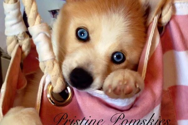 Pristine Pomskies 2016 Pomsky of the year submission