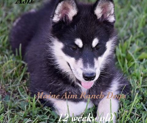 Maine Aim Ranch Pomsky Puppy 5