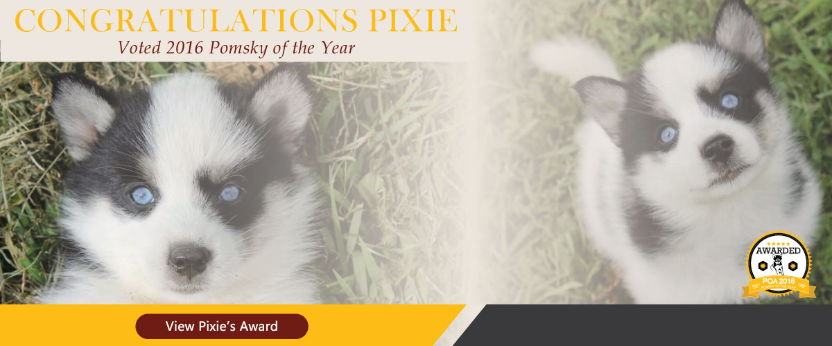 Pixie SZ Pomskies Voted 2016 Pomsky of the Year