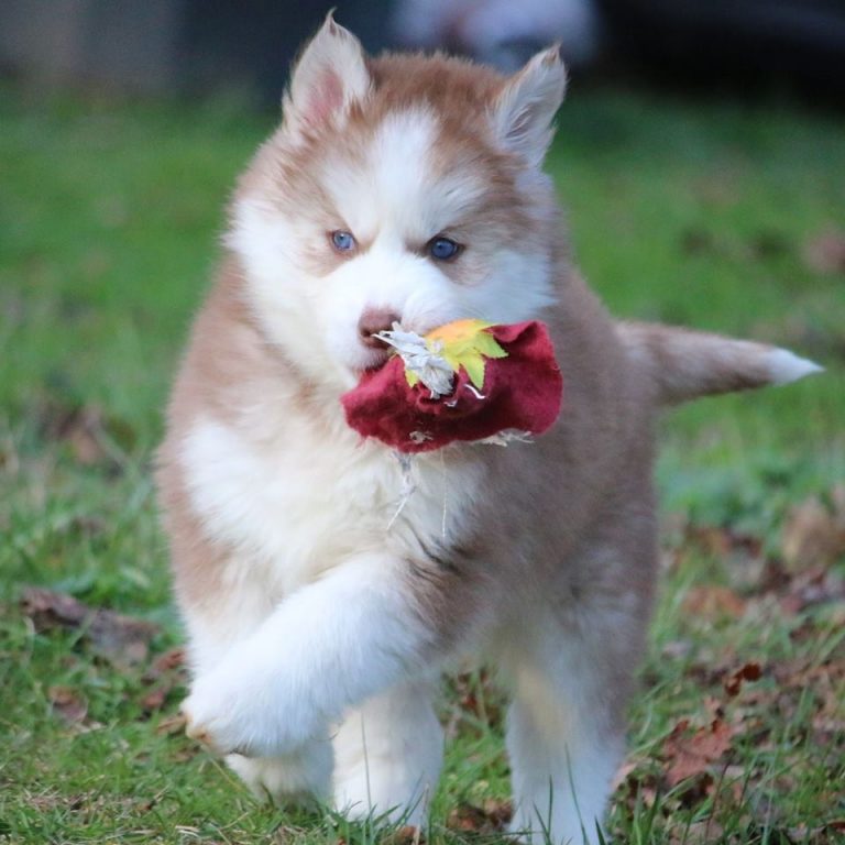 Pomsky Training Part 1 How to Train a Pomsky (Pomsky Training That Works)