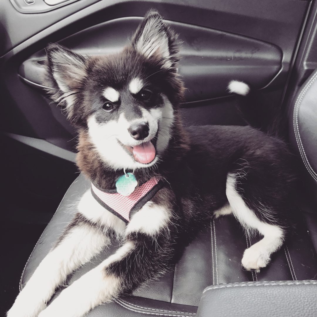 Pomsky Training Video – Pomsky Puppy Car Training