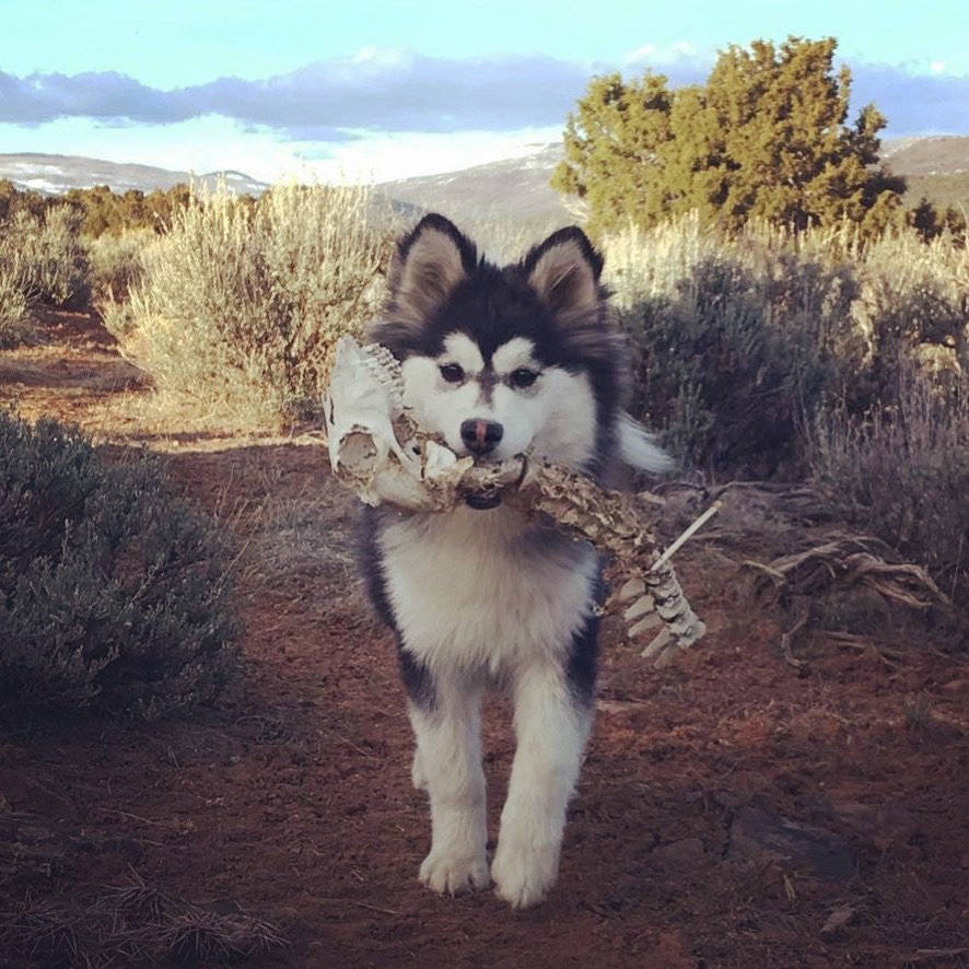 best toys for pomsky puppies