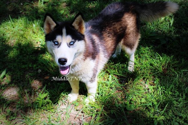 Middle Tennessee Pomskies Dam 2