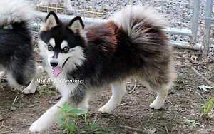 Middle Tennessee Pomskies Sire 2