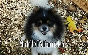 Middle Tennessee Pomskies Sire 3