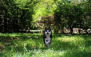 Middle Tennessee Pomskies Sire