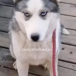 smoky mountain pomskies