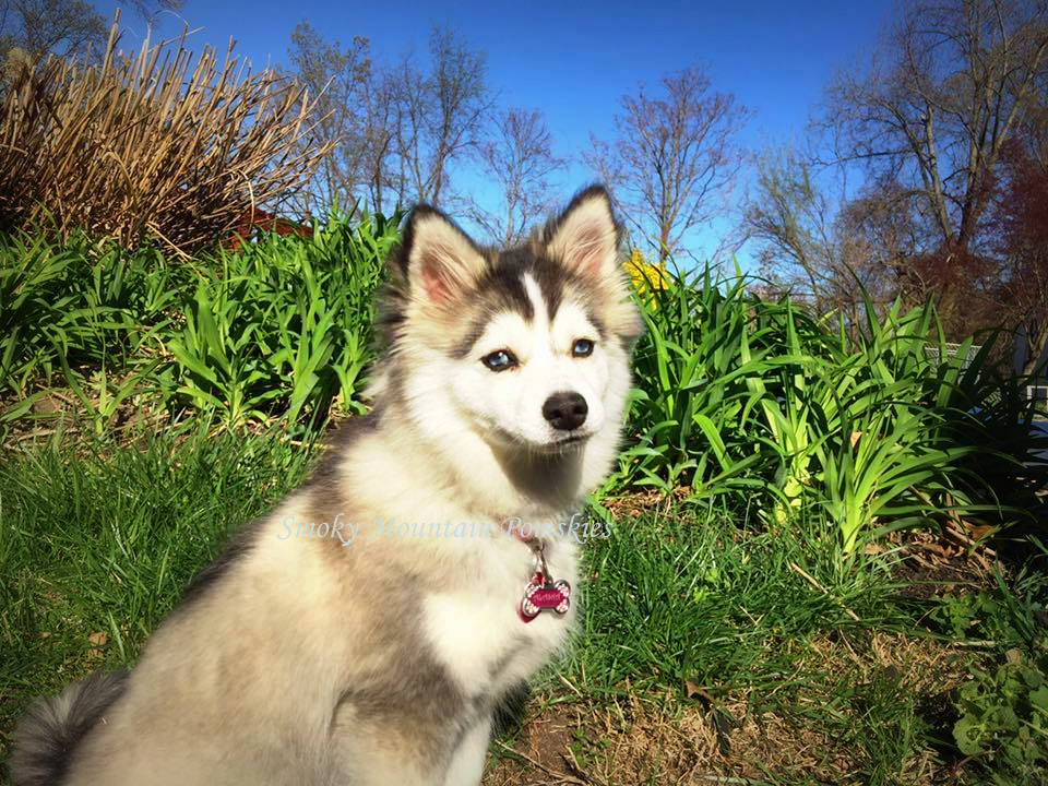 Smoky Mountain Pomskies pomsky Alaska Maryland Pomsky Owners Association