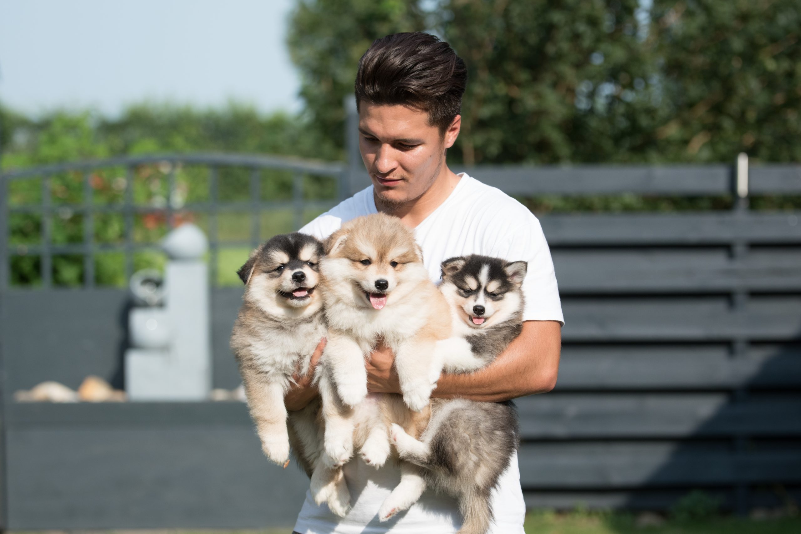 Owning sales a pomsky