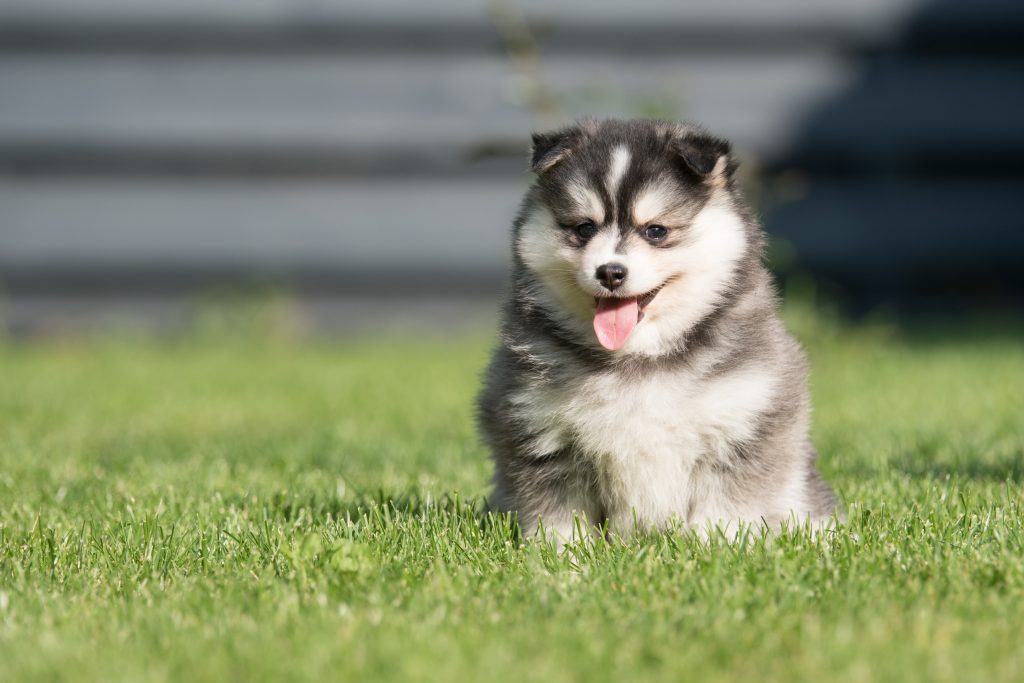 Pomsky Training - Pomsky Training Tips and Resources