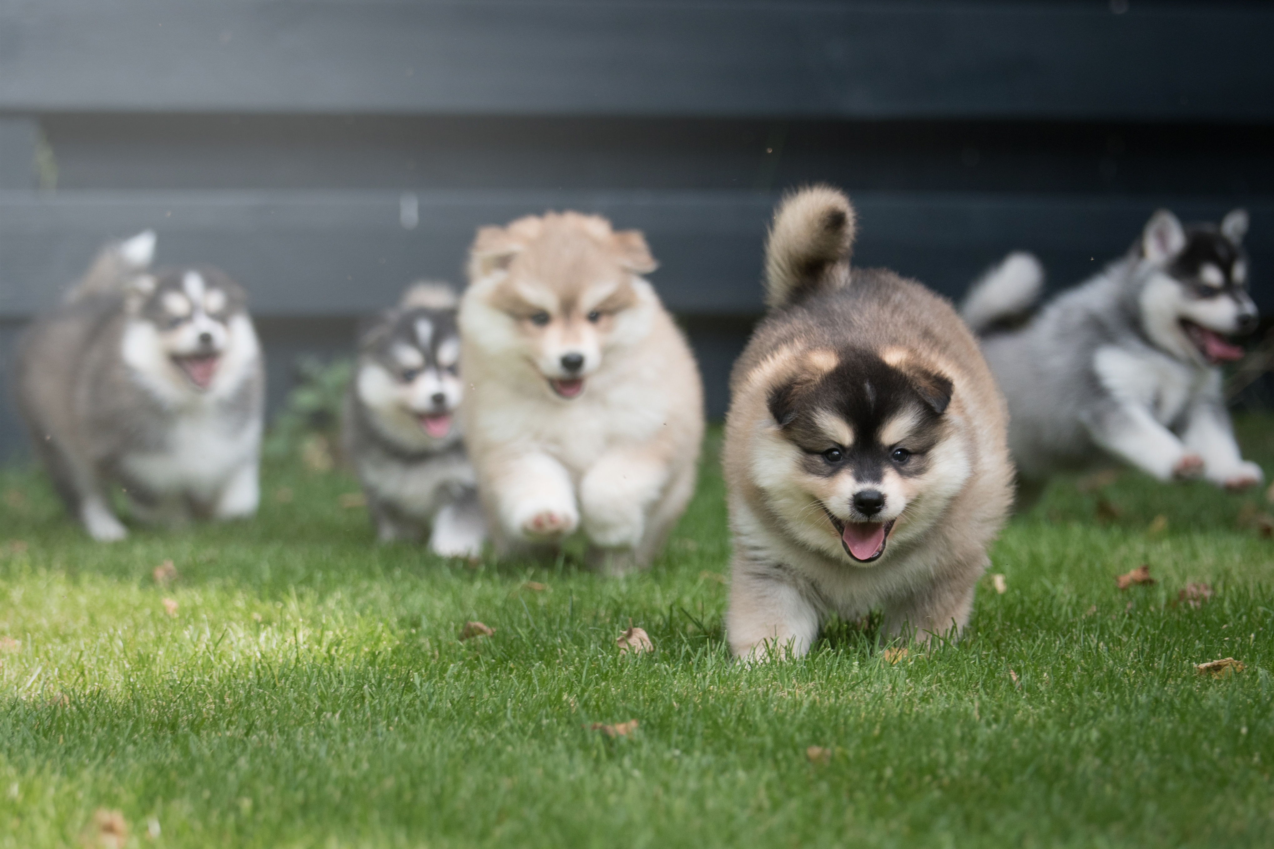 Pomsky Puppies For Sale In OR