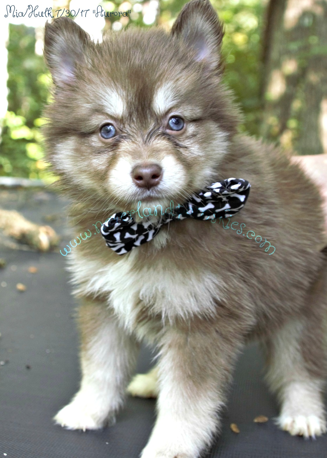 Are Pomskies Real?