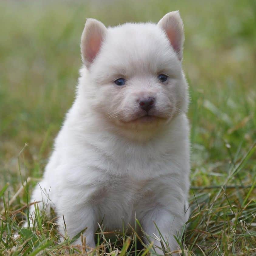 Ocean View Pomskies - Pomsky Owners Association