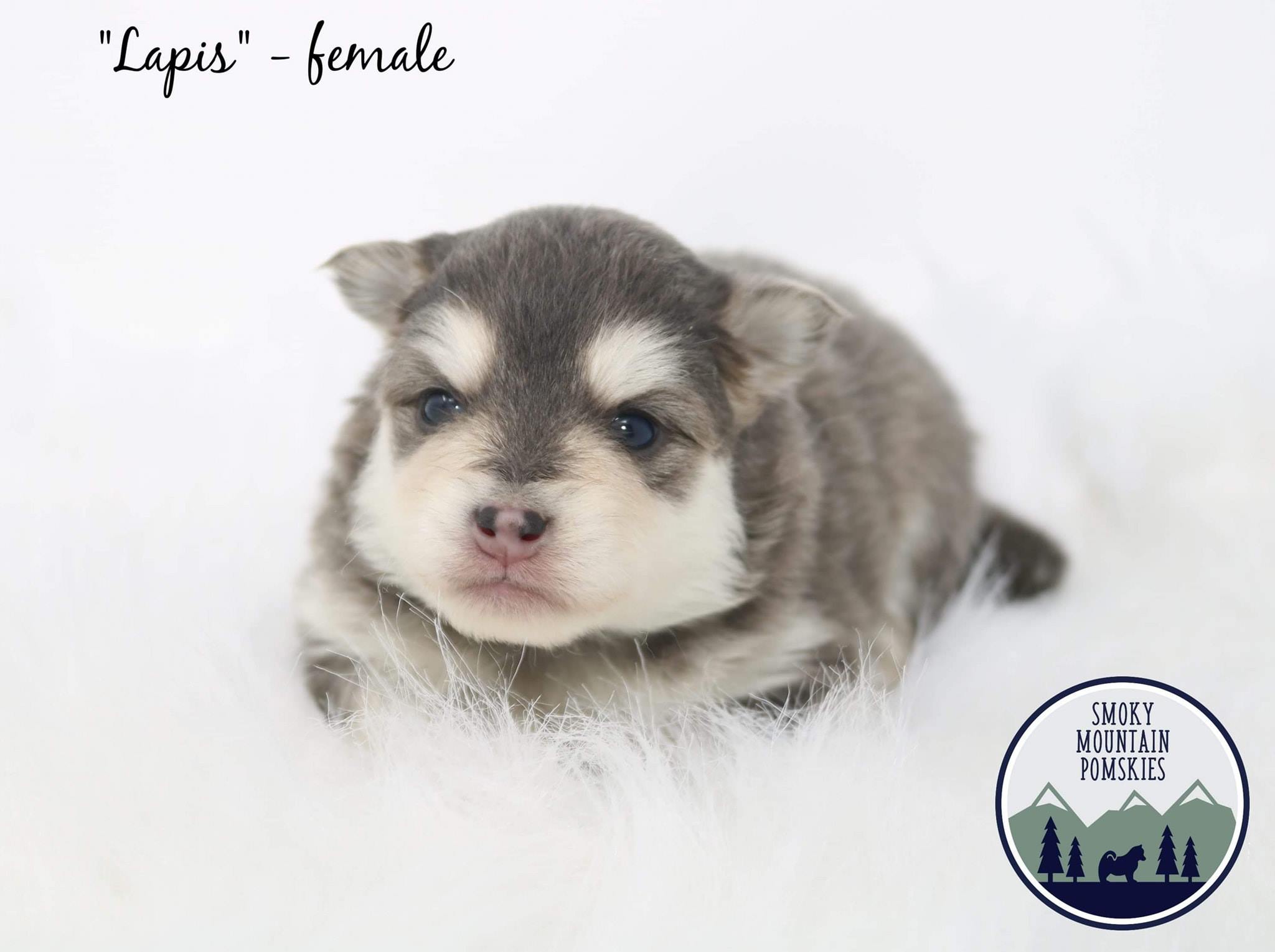 Smoky Mountain Pomskies Pomsky Owners Association