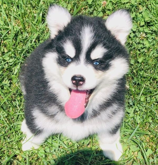 Pomsky Photos - Photos of the Pomsky (Pomeranian Husky Mix)