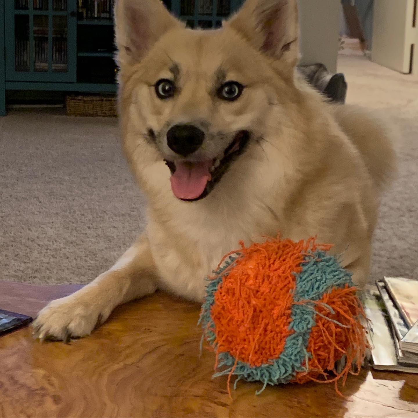 Pomsky Chew Treats – Best Dog Chew Treats For The Pomsky Breed
