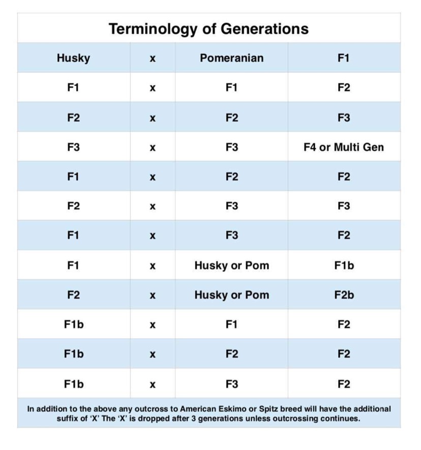 Pomsky Generation Chart - F1 Pomsky F2 Pomsky F3 Pomsky