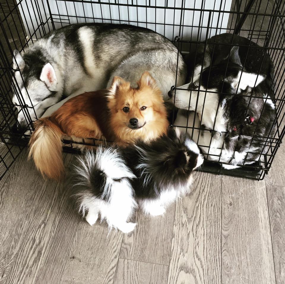 Pomsky Dog Crate – Best Dog Crate For The Pomsky Breed