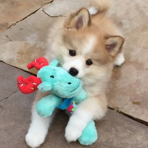 realistic husky pomsky toy