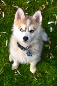 Pomsky Harness – Best Dog Harness For The Pomsky Breed