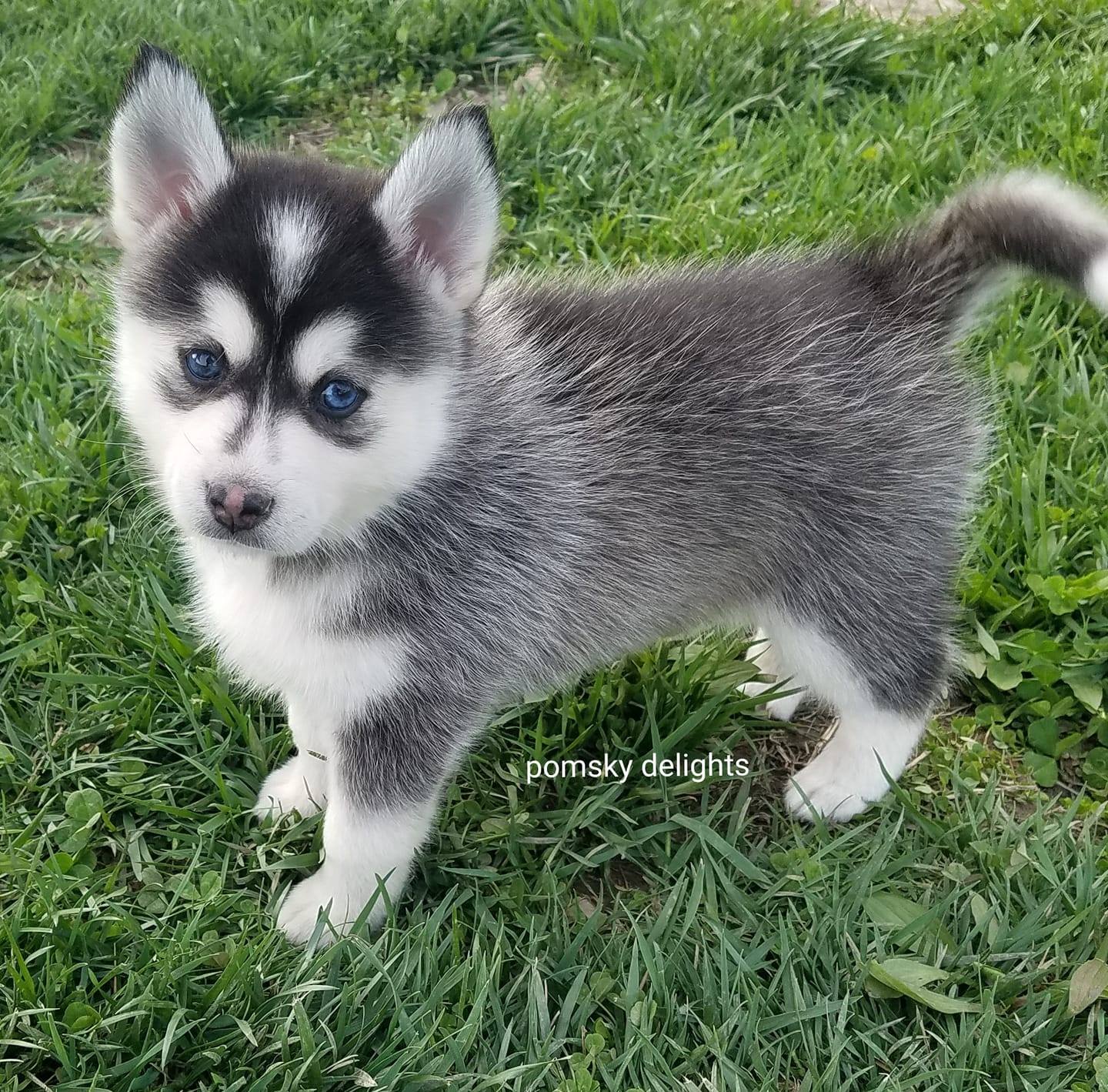 Pomsky Delights - Pomsky Owners Association Member