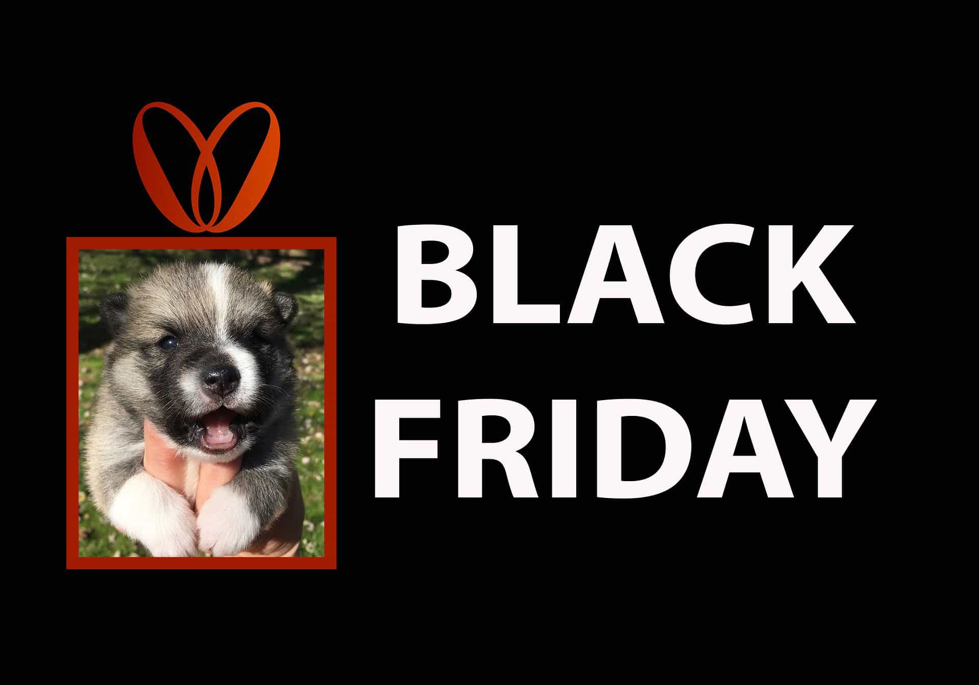 The Best Pomsky Dog Black Friday Deals