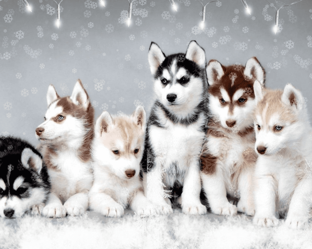 features of Pomsky Breed - Photo 1