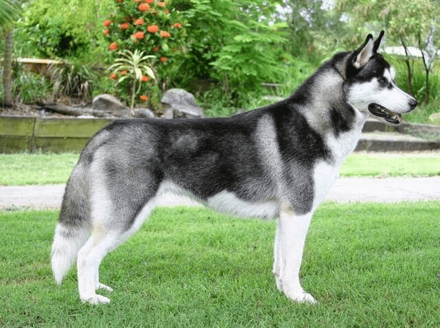 features of Pomsky Breed - Photo 2