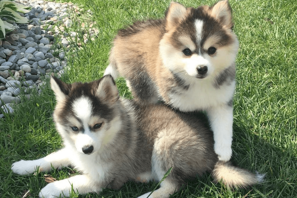 how do you breed pomsky