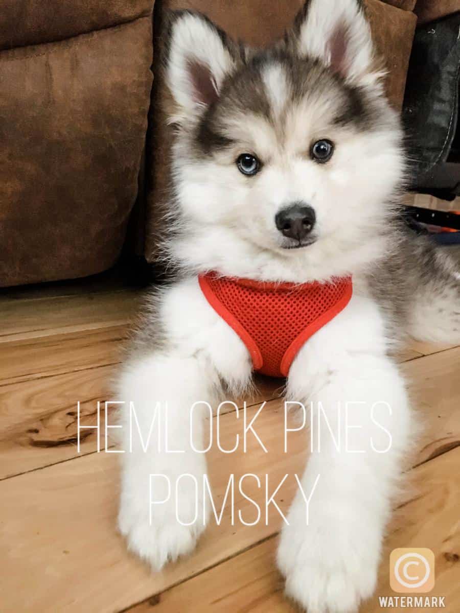 Hemlock Pines Pomsky - Pomsky Owners Association Member