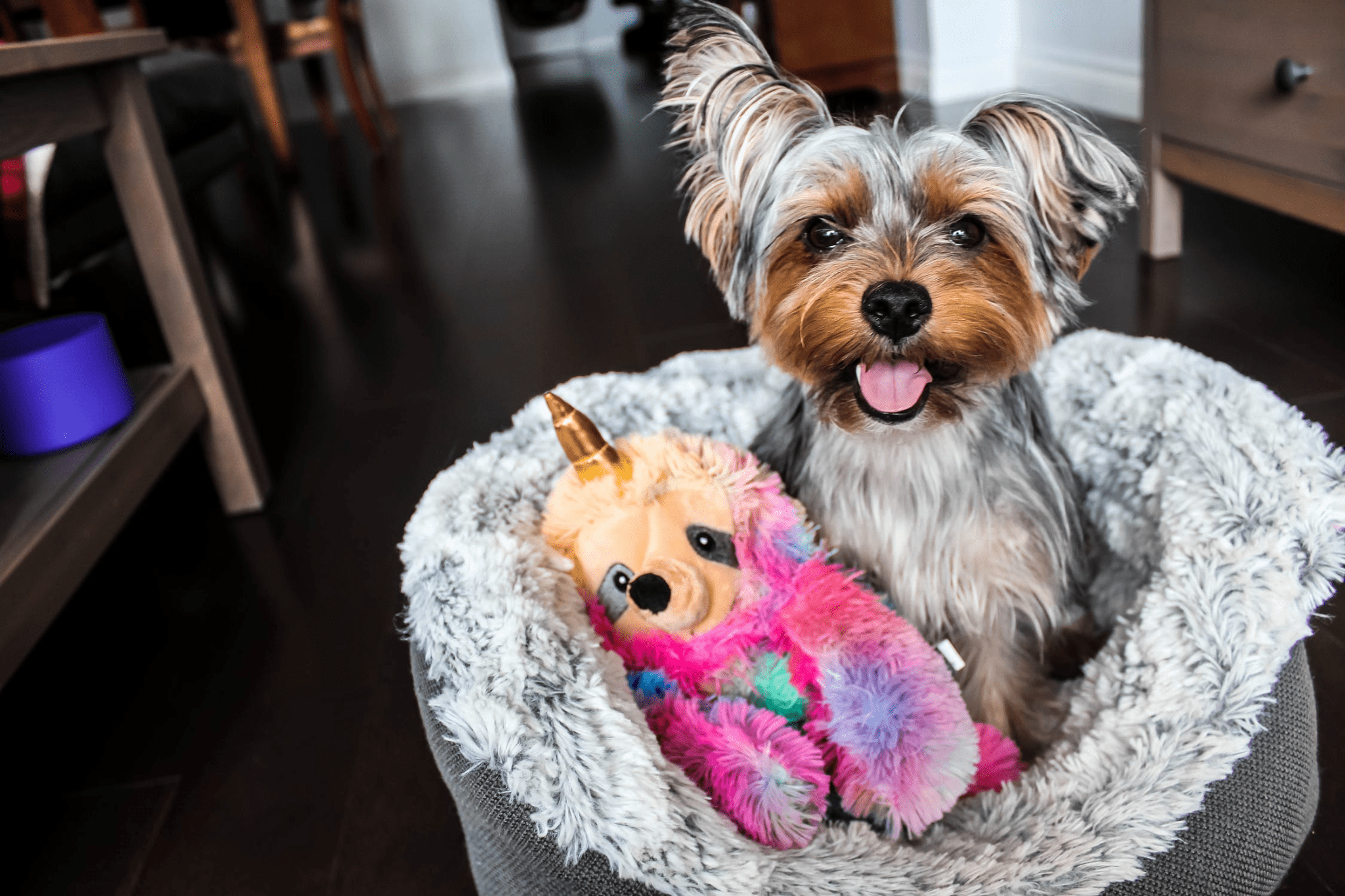 Awesome Things To Buy For Your Dog That You Both Will Love V1