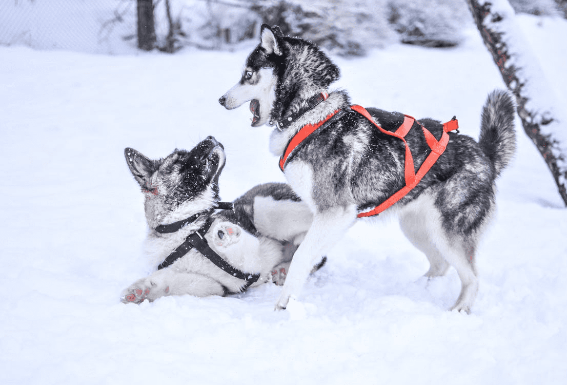 Awesome Things To Buy For Your Dog That You Both Will Love