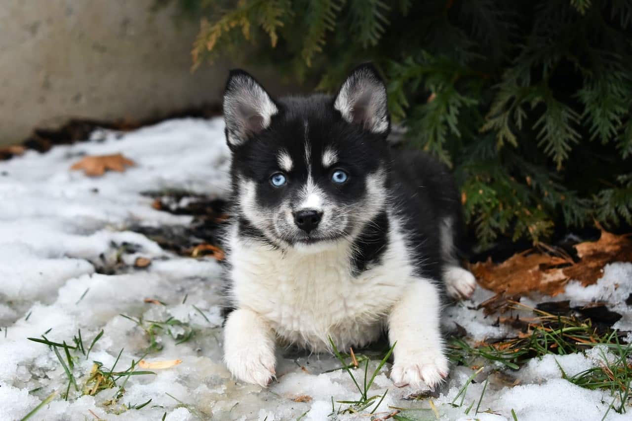 How Taking Care of Pomsky Helps Students Become More Stress-resistant